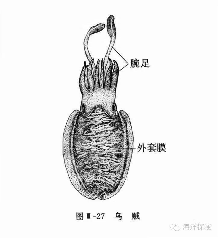 游泳冠军时速是多少_游泳冠军的速度多少公里_时速游泳冠军是哪个